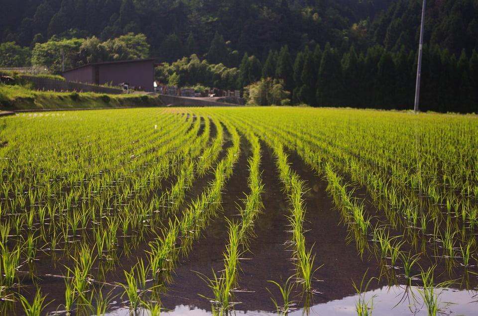 Rice plantation
